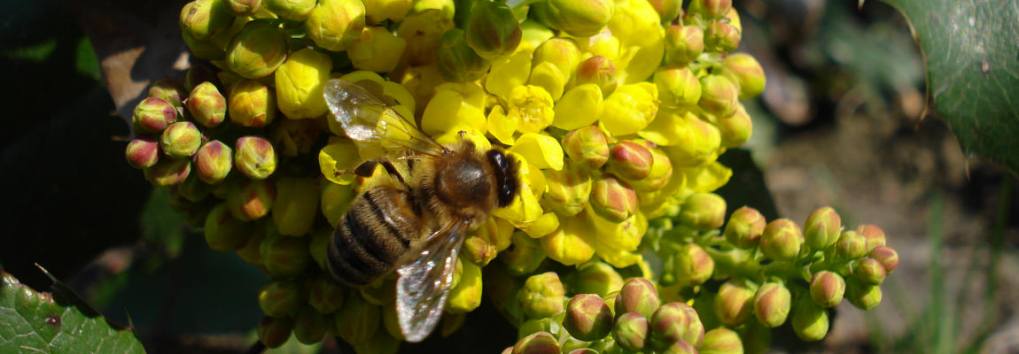 Seria: Pszczoły na kwiatach.