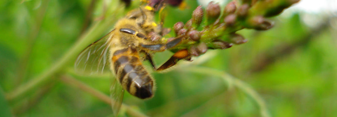Seria: Pszczoły na kwiatach.